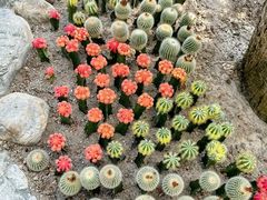 -南山植物园