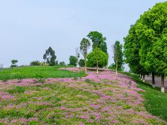 -白鹭湾湿地公园