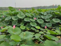 -大兴滨河森林公园