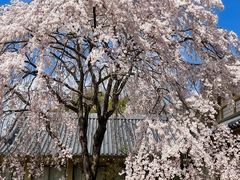 -醍醐寺