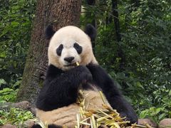 -中国大熊猫保护研究中心雅安碧峰峡基地