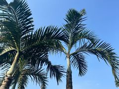 -海南热带野生动植物园