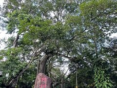 -瑞丽独树成林风景区