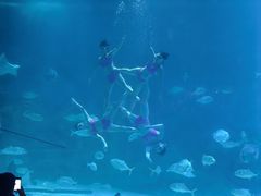 -烟台海昌鲸鲨海洋公园