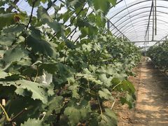 -马陆小张葡萄园农家乐