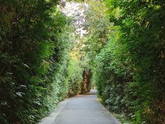 -华侨城湿地公园