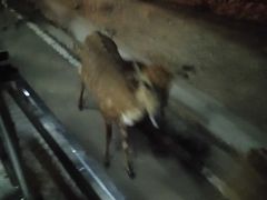 -清迈夜间动物园