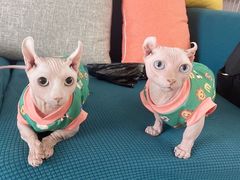 -瑞派长江宠物医院·猫科·外科·24小时夜护(谊城公寓分院)