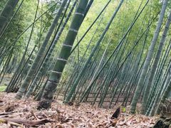 -宁波浙东大竹海景区