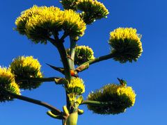 -墨尔本皇家植物园
