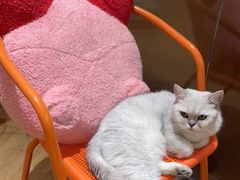 -1013 PET SHOP精品宠物商店(丁香店)