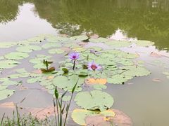 -东莞植物园
