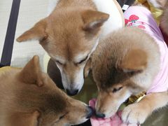 -逗柴咖啡屋·狗咖猫咖宠物桌游