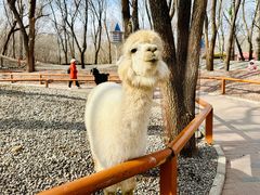 -北京野生动物园