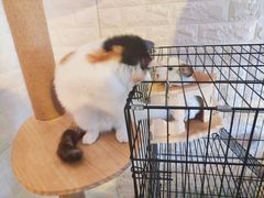 -平行世界·猫咖(首经贸店)