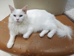 -藏猫猫咖啡主题馆(中央大道店)