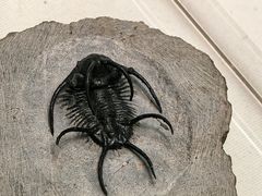 -天津自然博物馆