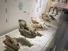 -国家自然博物馆