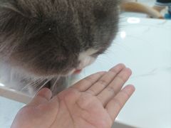 -喵园·猫主题咖啡厅·撸猫·猫咖(国贸店)