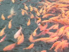 -长春市南湖公园