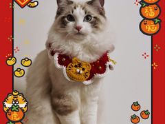 -猫十亿·布偶金渐层·曼基康矮脚猫舍(青年路店)