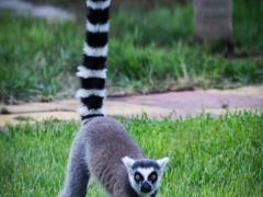 -石家庄市动物园