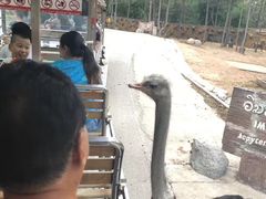 -清迈夜间动物园