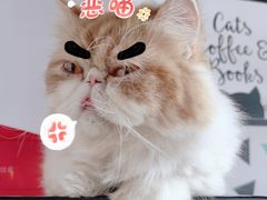 -Cappucimeow猫咪咖啡馆(韦伯时代店)