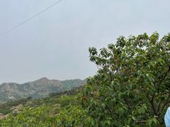 -北宅大永樱桃采摘基地(崂山总部)