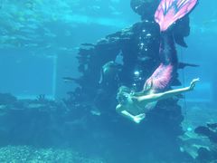 -海棠湾洲际-涛·海底餐厅·美人鱼·自助餐·海底隧道