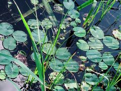 -东郊湿地公园