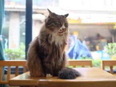 -Anne猫窝咖啡屋