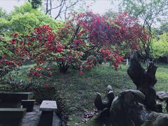 -南山植物园