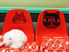 -猫咪博物馆(顶澳仔猫街店)