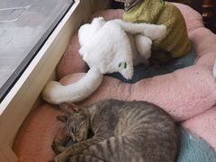-猫小院猫主题餐厅(南锣旗舰店)