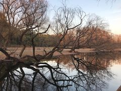 -上海共青森林公园