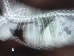-北京派仕佳德动物医院·超导核磁·CT·神经科·骨科·内外科·急重症管理中心