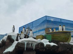 -海合安成都极地海洋公园