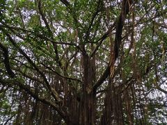 -水濂山森林公园