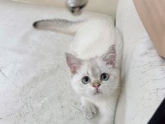 -lincat·猫舍(广州店)