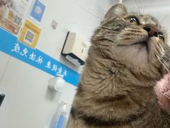 -艾贝尔宠物医院·宠保定点·超声绝育·免疫点(樱花路店)