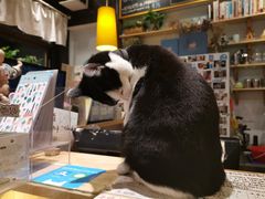 -猫的天空之城概念书店(杭州南宋御街店)