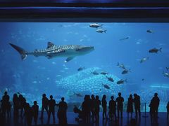 -成都浩海立方海洋公园