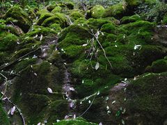 -梭布垭石林景区