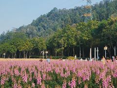 -顺峰山公园