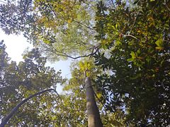 -中山市树木园