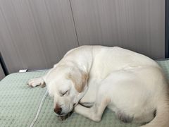 -达爱动物医院·犬猫分区·CT·复杂眼科(远洋山水分院)