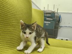 -艾吉宠物医院·疑难杂症转诊中心·猫友好(碧江路院)