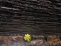 -新盈光·心院(嘉恒广场店)
