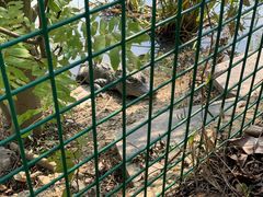 -中国扬子鳄村